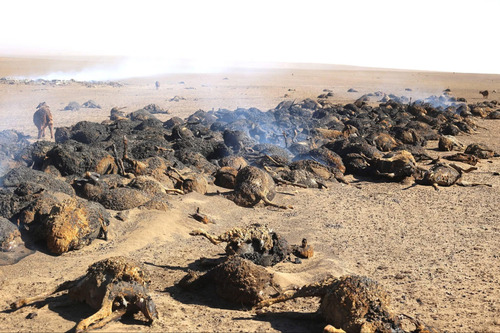 Түймэрт өртсөн өрхүүдэд 400 сая төгрөгийн тусламж үзүүлэв